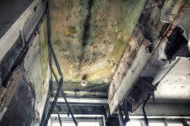 Best Emergency Mold Remediation  in Plymouth, OH